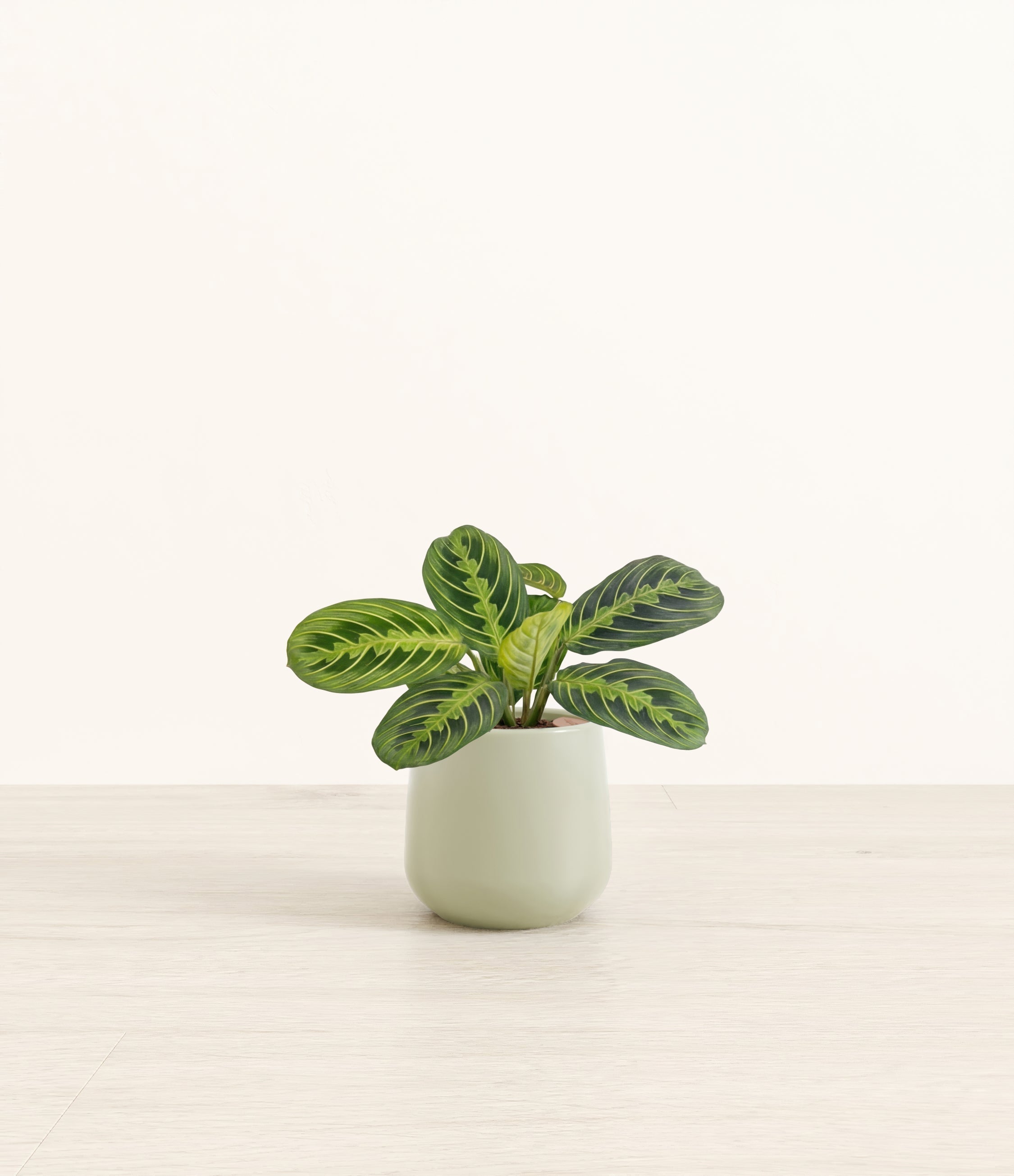 Prayer Plant Lemon Lime plant