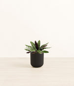 Rattlesnake Calathea plant