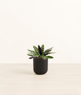 Rattlesnake Calathea plant
