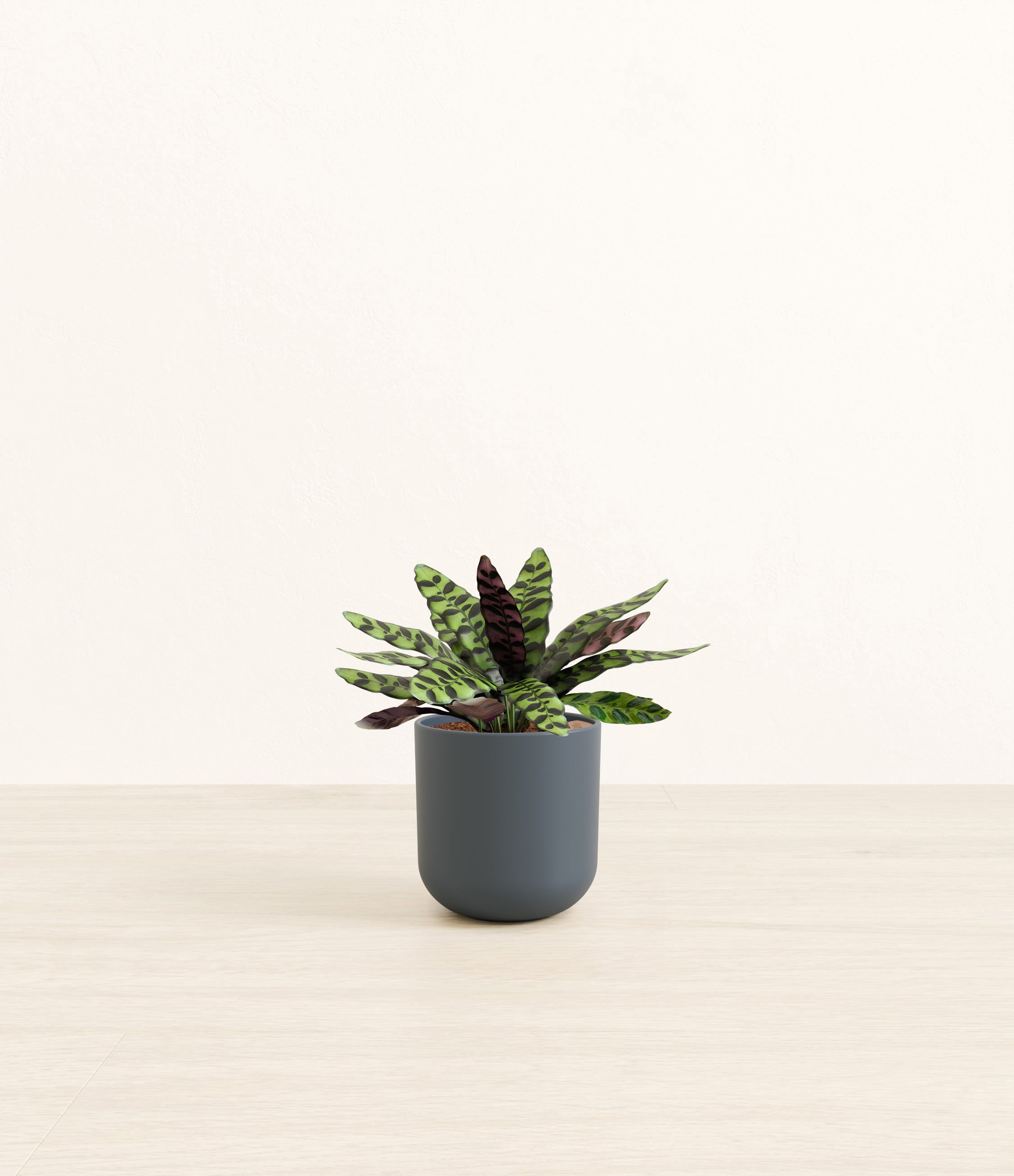 Rattlesnake Calathea plant