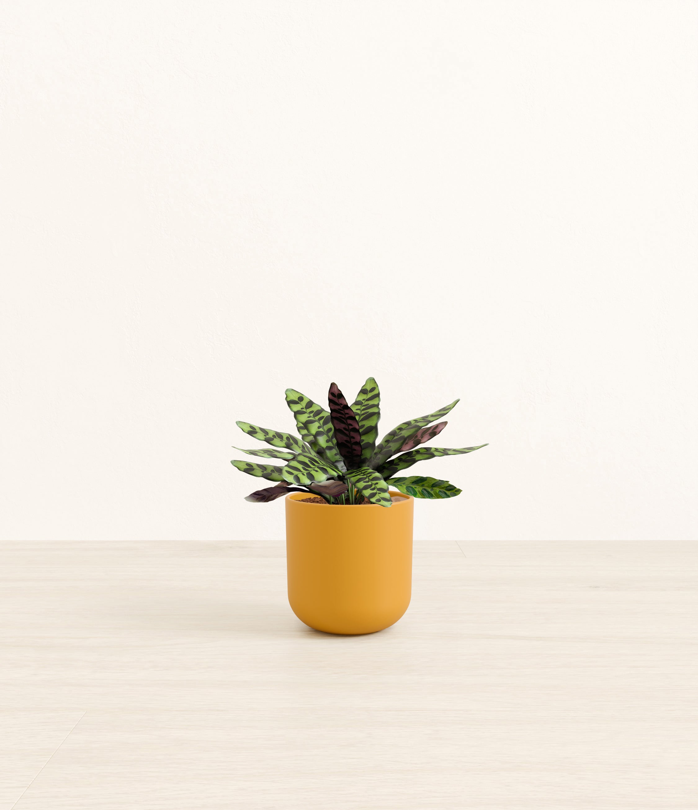 Rattlesnake Calathea plant