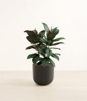 Rubber Tree plant