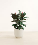 Rubber Tree plant