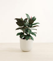 Rubber Tree plant