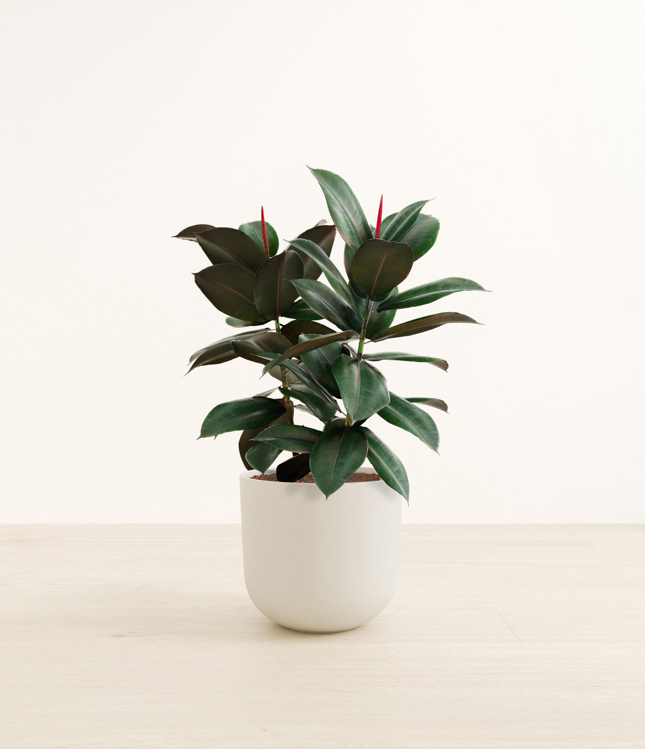 Rubber Tree plant