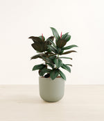 Rubber Tree plant