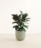 Rubber Tree plant