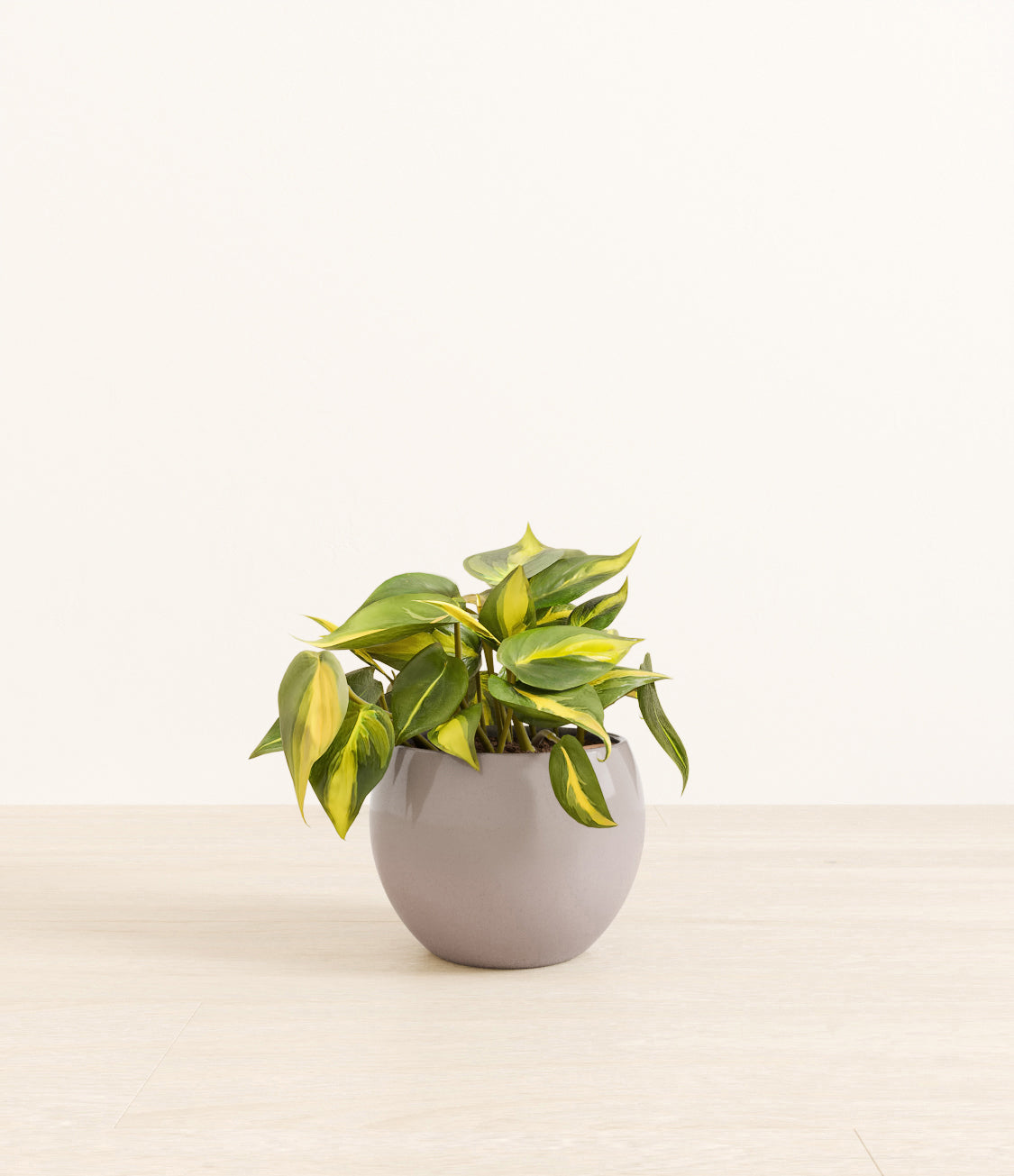 Scandens Brazil plant