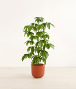 Schefflera Amate plant