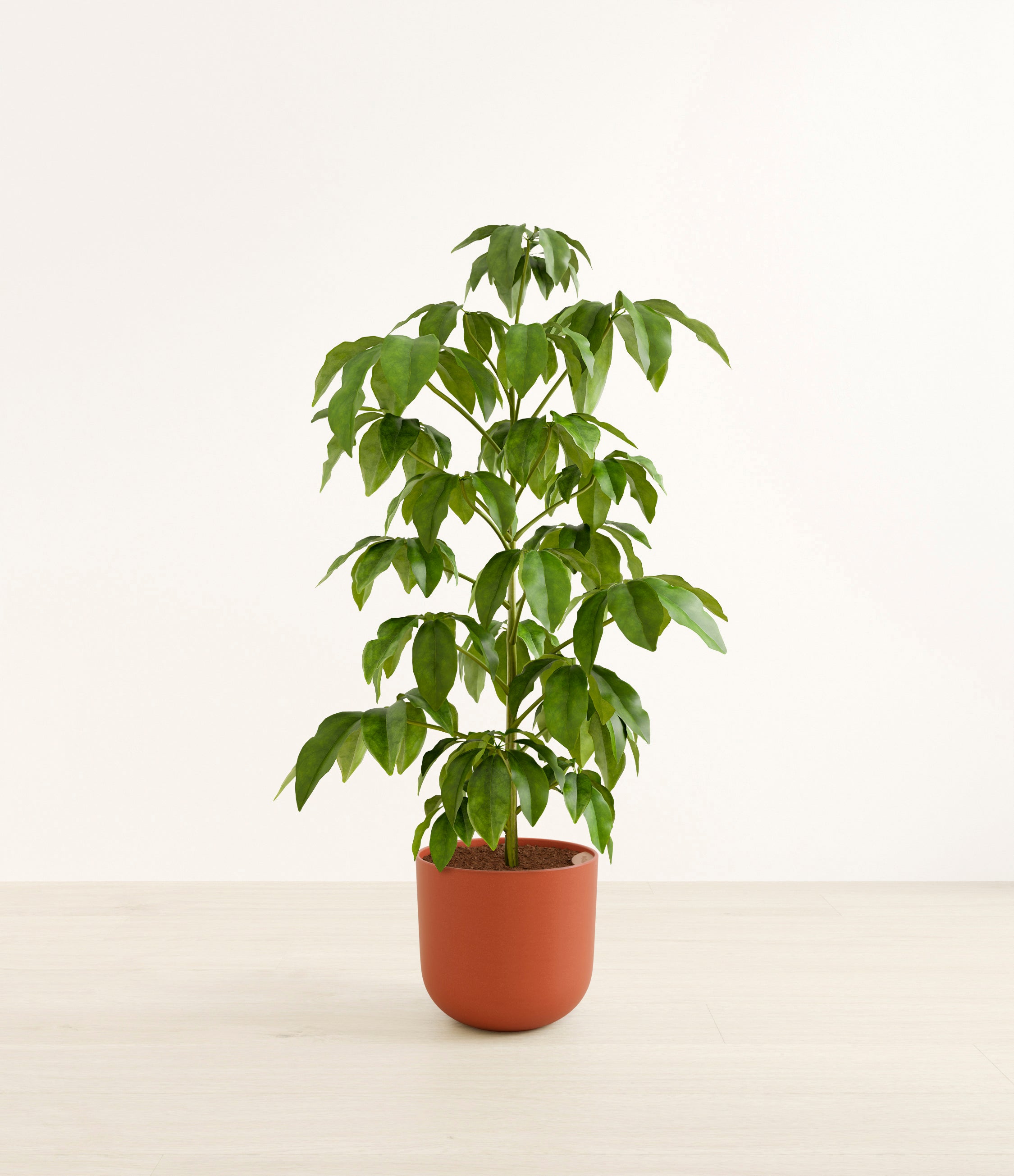 Schefflera Amate plant