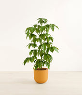 Schefflera Amate plant