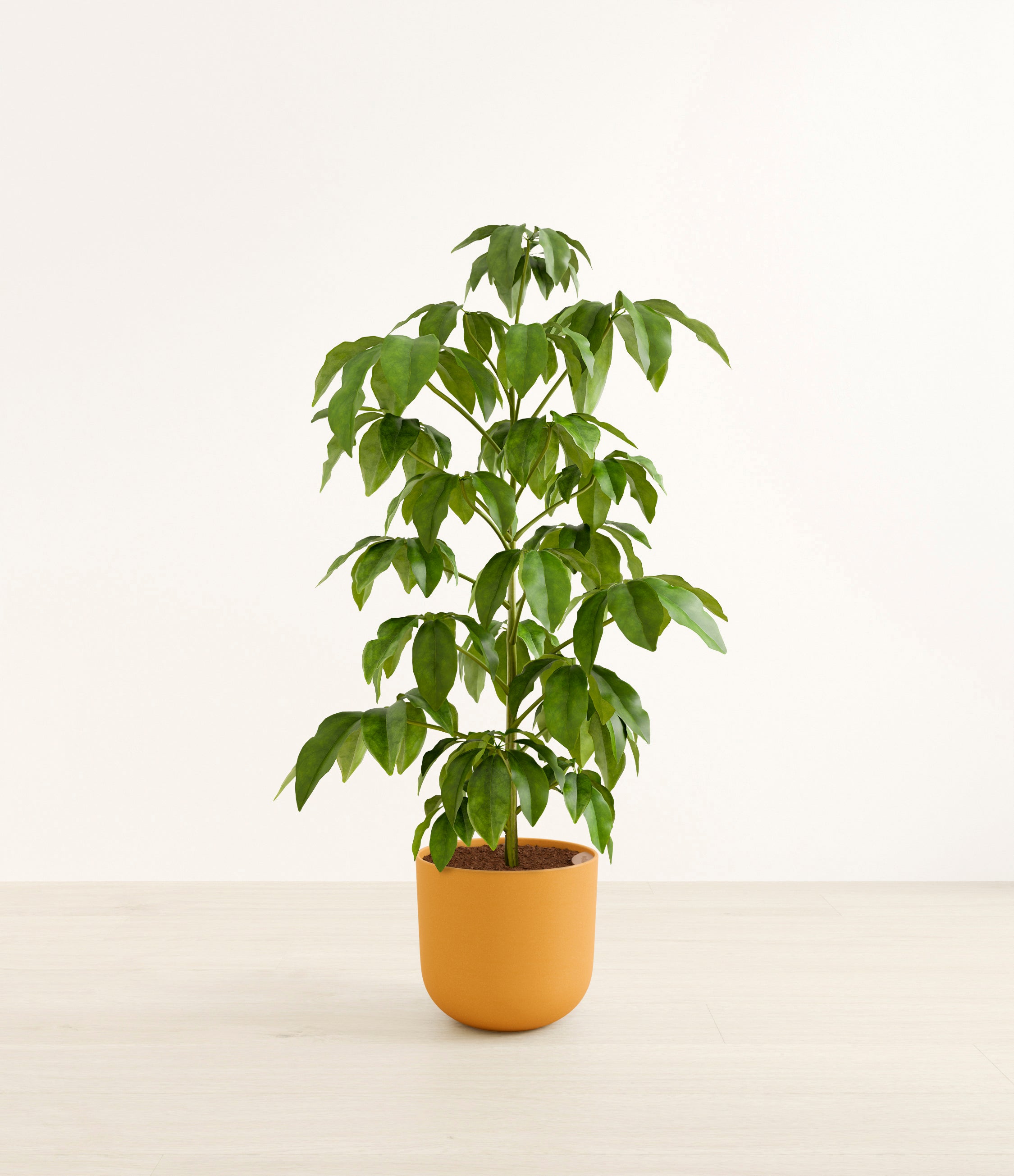 Schefflera Amate plant
