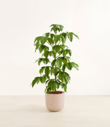 Schefflera Amate plant