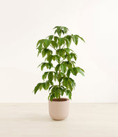 Schefflera Amate plant