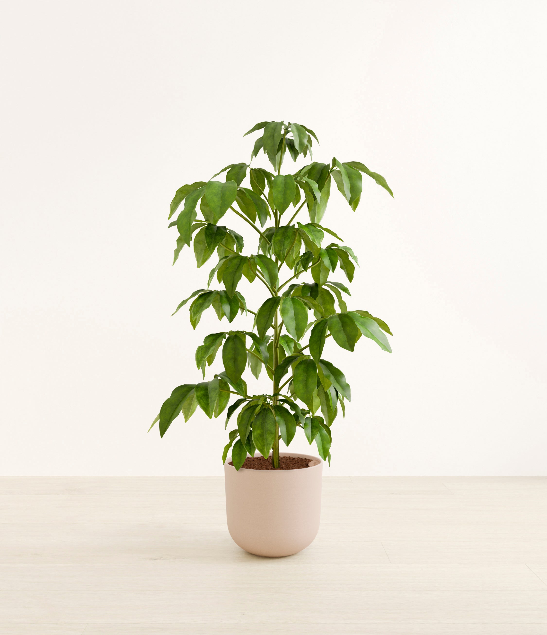 Schefflera Amate plant
