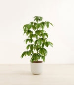 Schefflera Amate plant