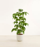 Schefflera Amate plant