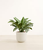 Silver Bay plant