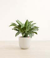 Silver Bay plant