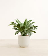 Silver Bay plant