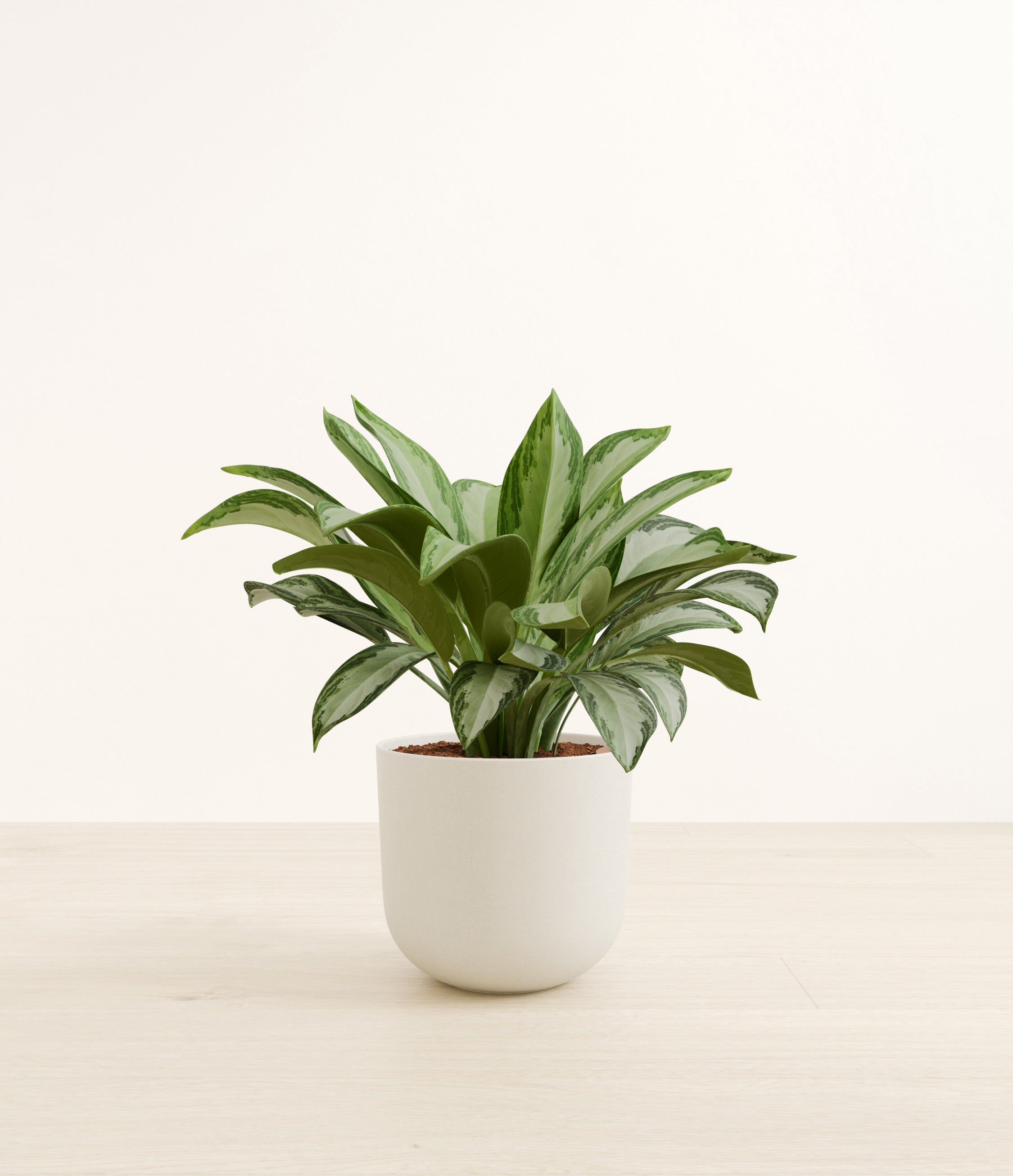 Silver Bay plant