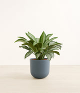 Silver Bay plant