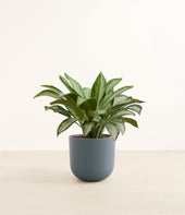 Silver Bay plant