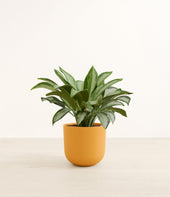 Silver Bay plant