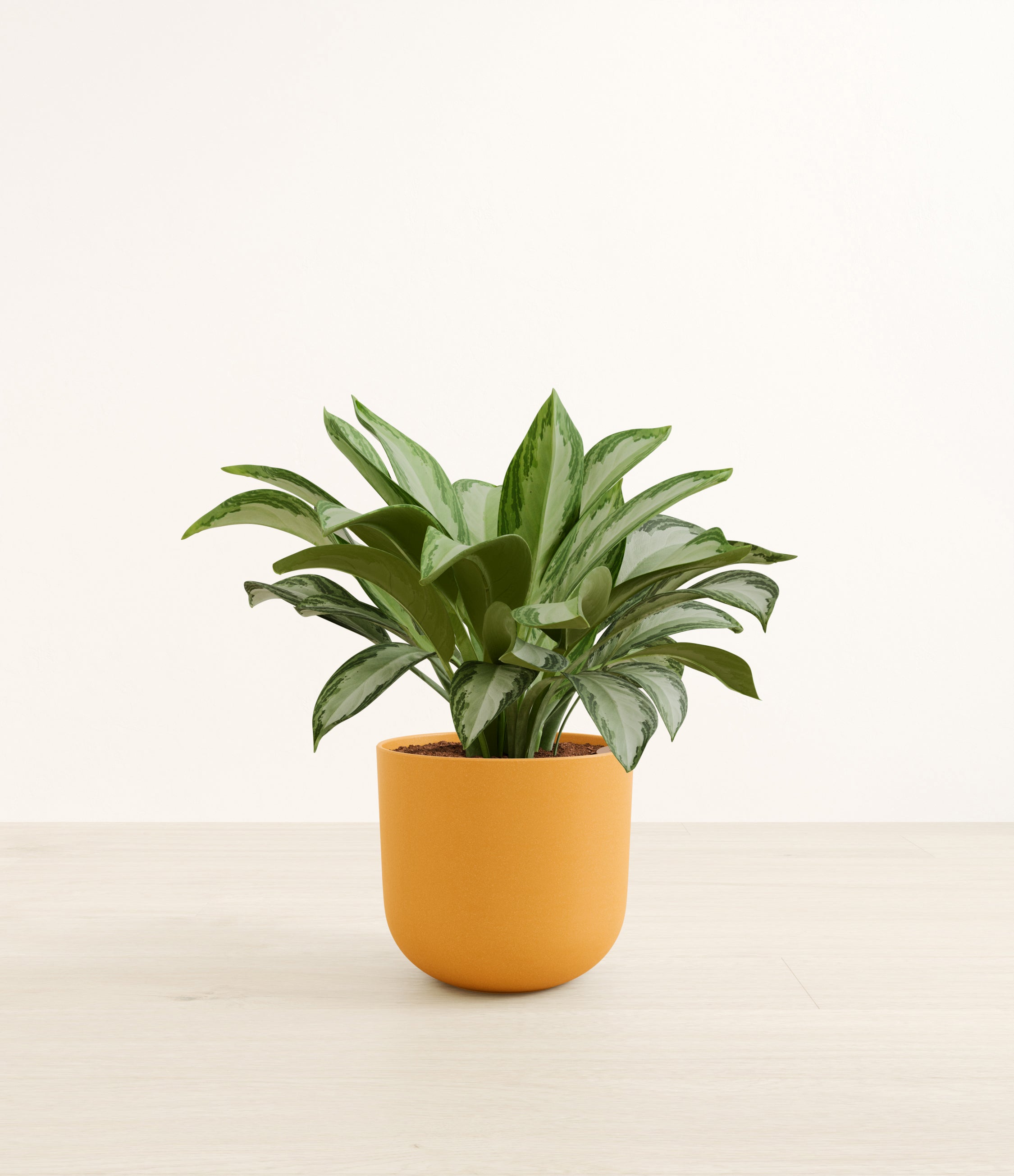 Silver Bay plant