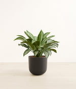 Silver Bay plant