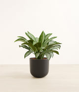 Silver Bay plant