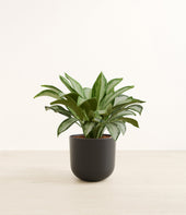 Silver Bay plant