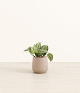 Silver Pothos plant