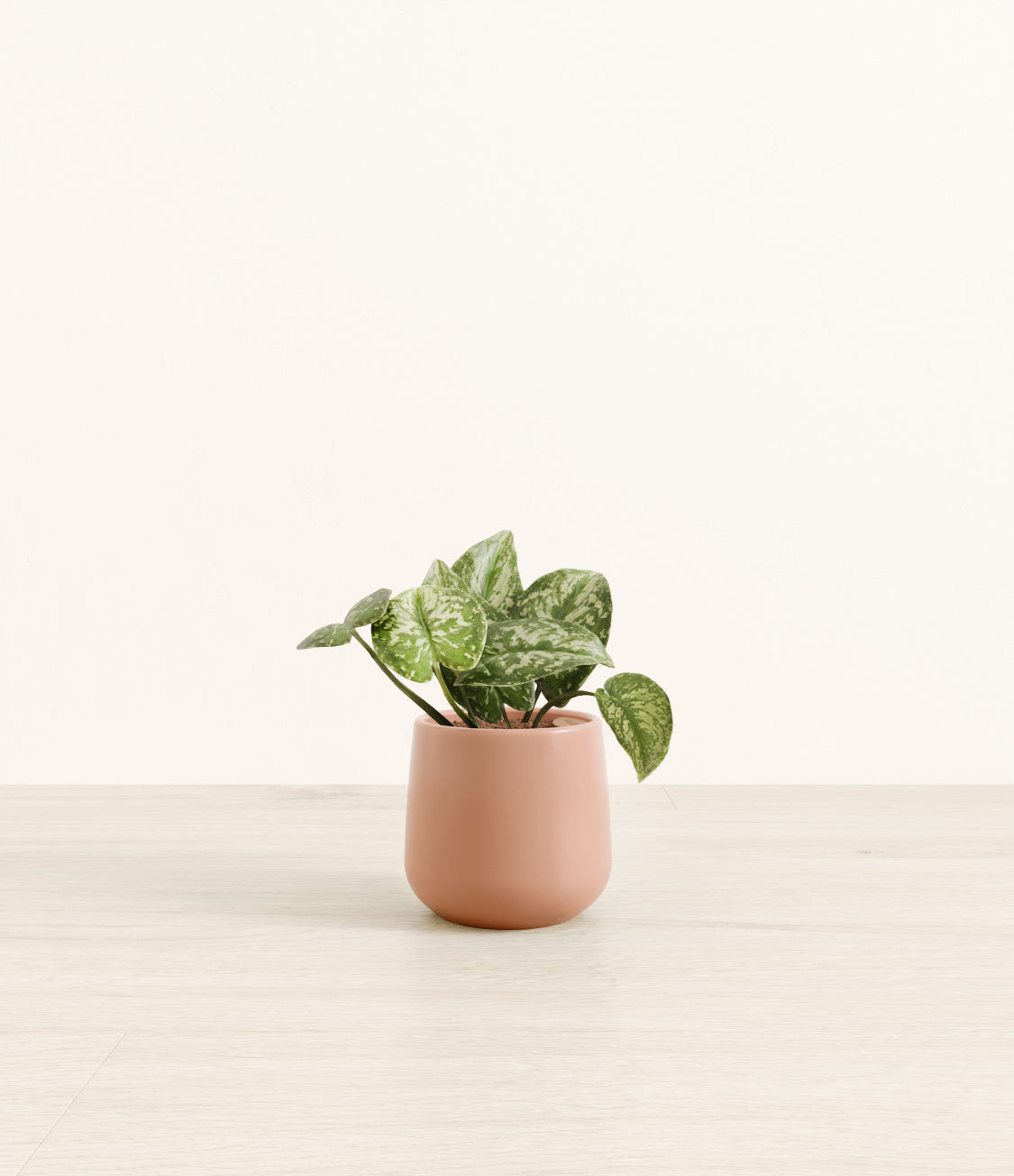 Silver Pothos plant