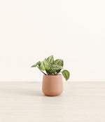 Silver Pothos plant