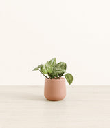 Silver Pothos plant