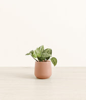 Silver Pothos plant