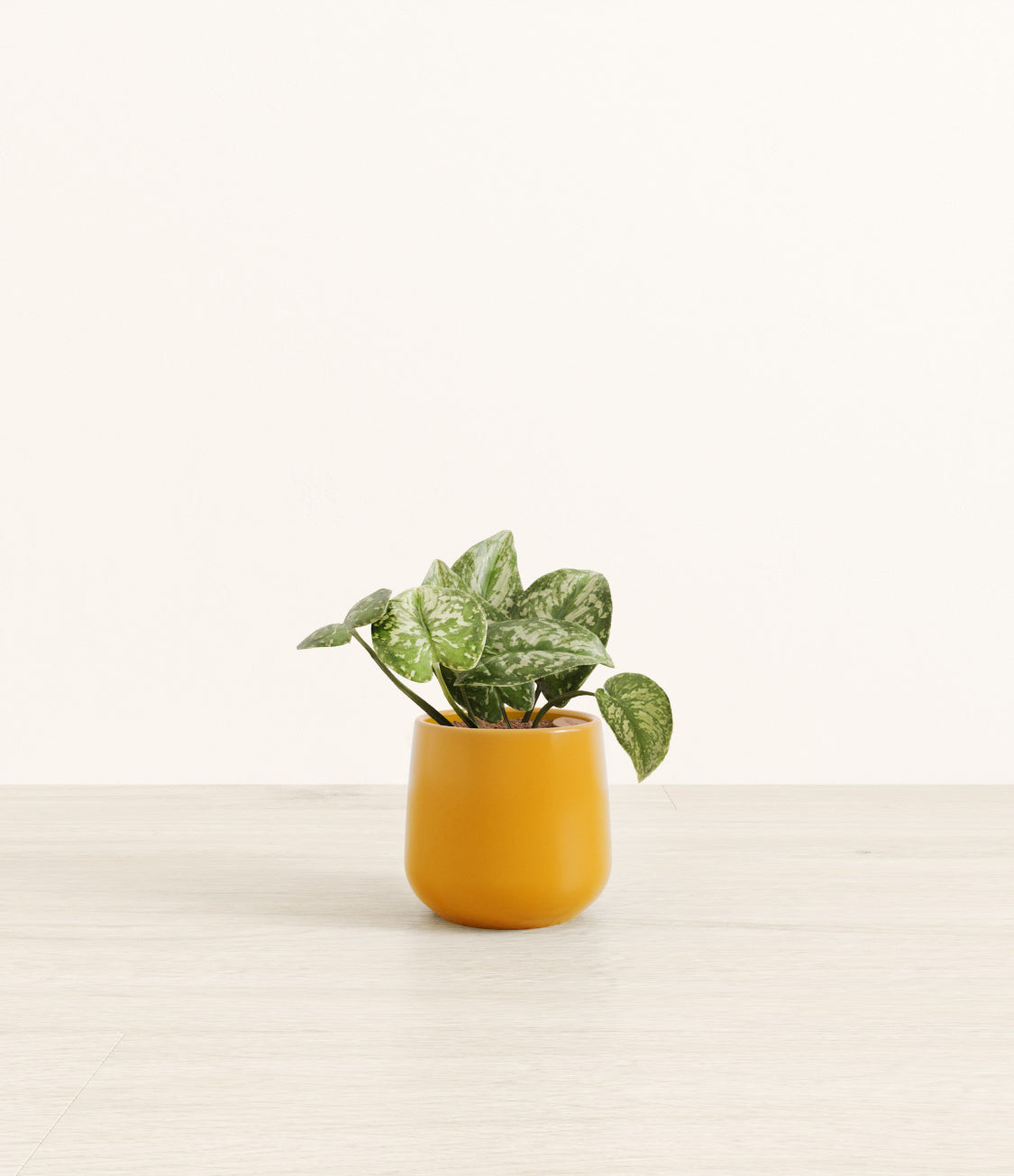 Silver Pothos plant