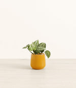 Silver Pothos plant