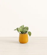 Silver Pothos plant