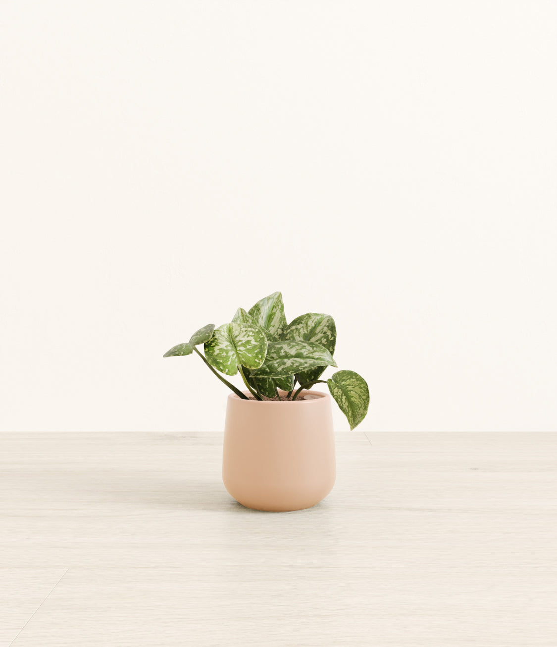 Silver Pothos plant