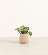 Silver Pothos plant