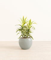 Song Of India plant