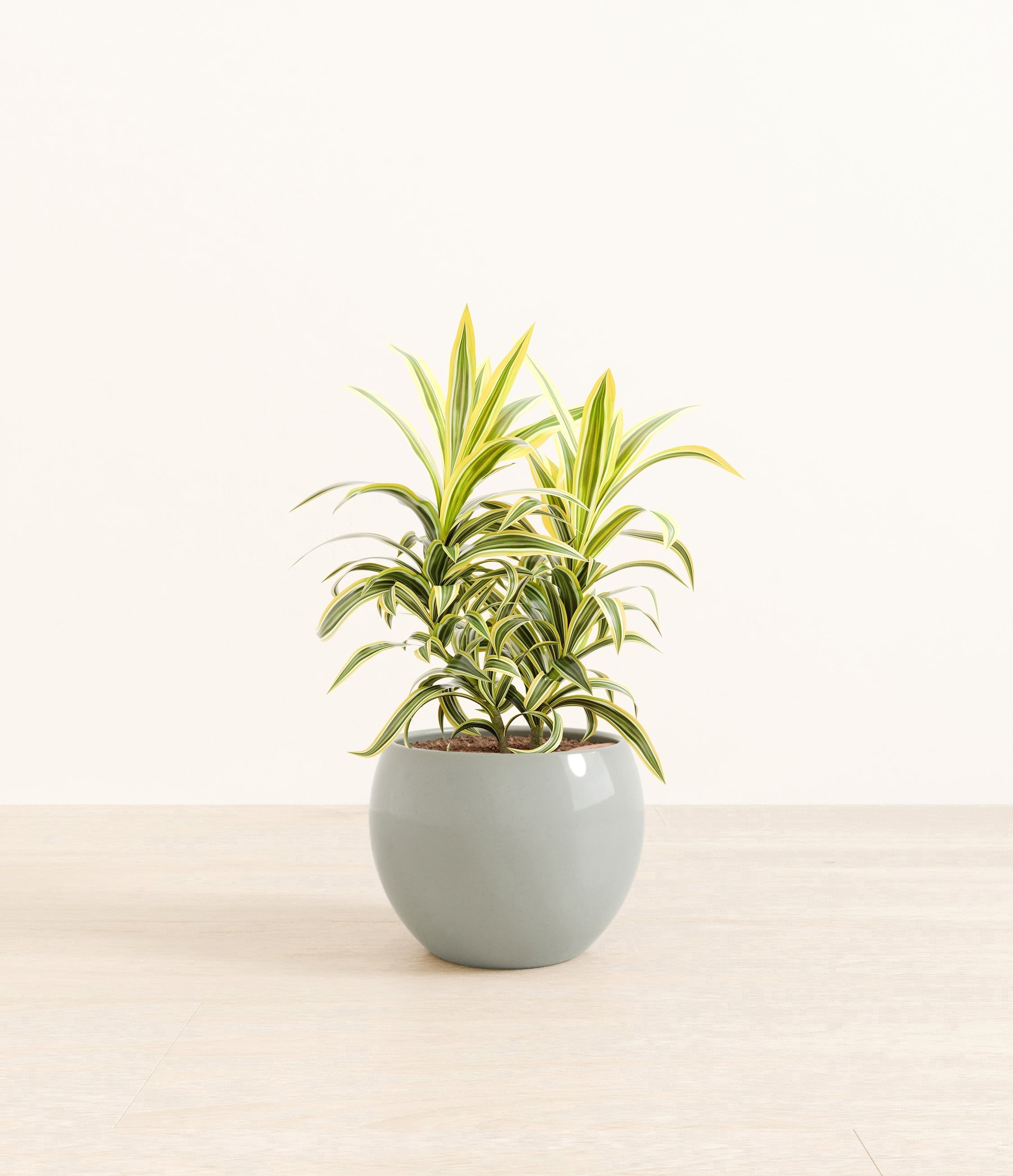 Song Of India plant
