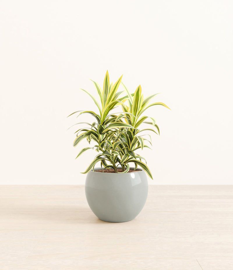 Song Of India plant