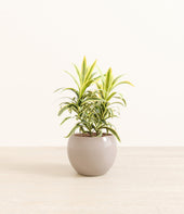 Song Of India plant
