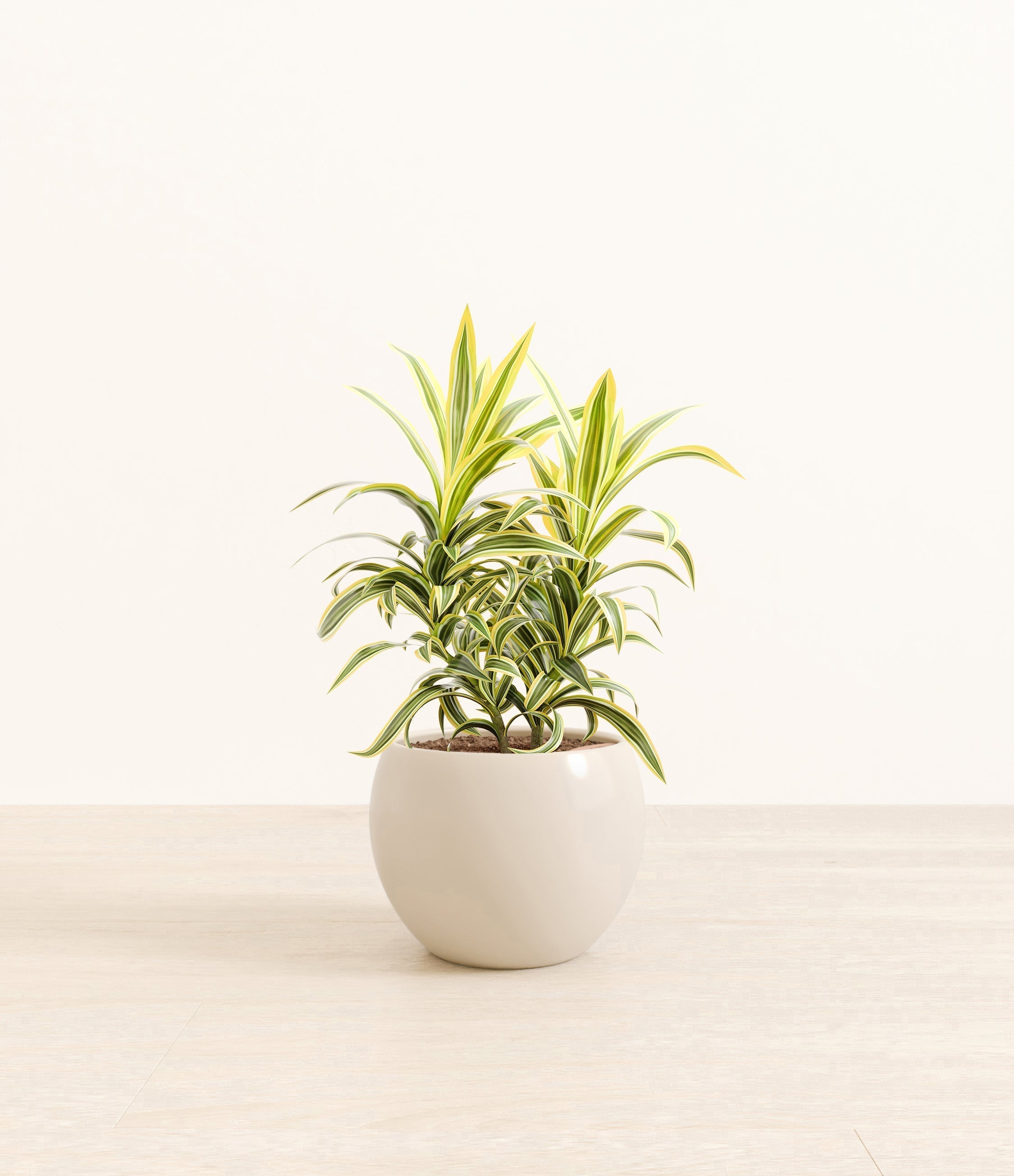 Song Of India plant