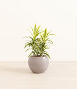 Song Of India plant