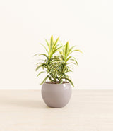 Song Of India plant
