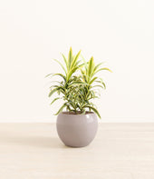 Song Of India plant